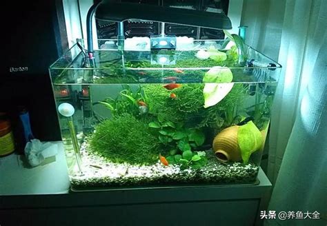 好養的小魚|小型魚缸適合養的十種魚